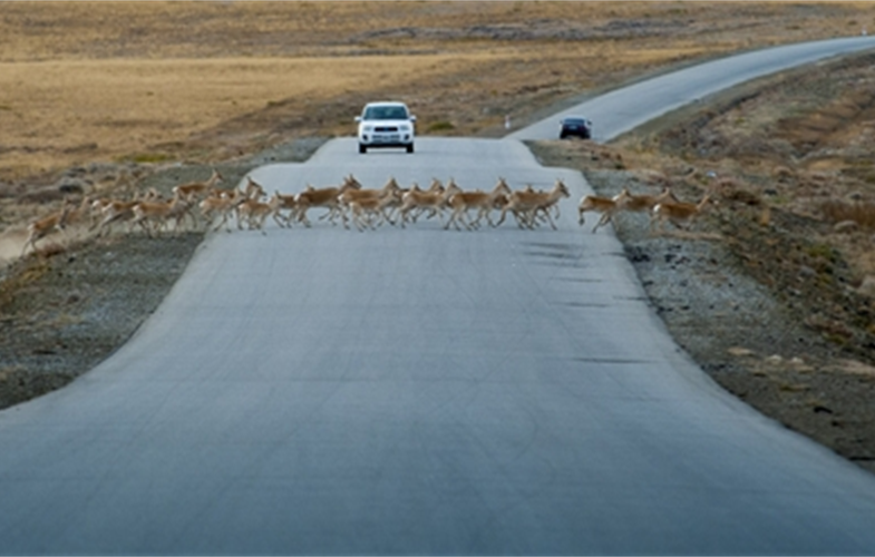 Mongolian gazelle on road copyright Ganbayar Hureelen WCS